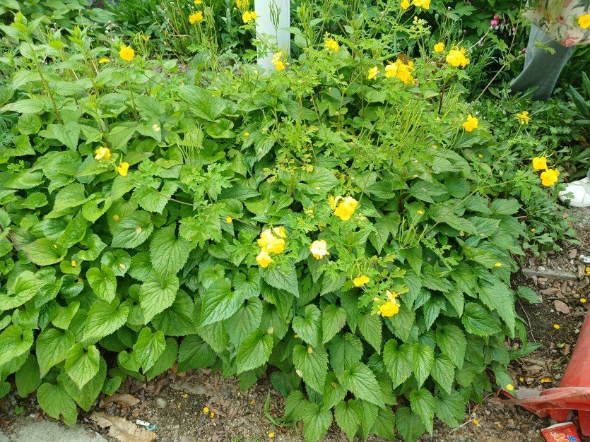 0496fd5f8862e81991ab0eddde90666d_1747428946_8868.jpg