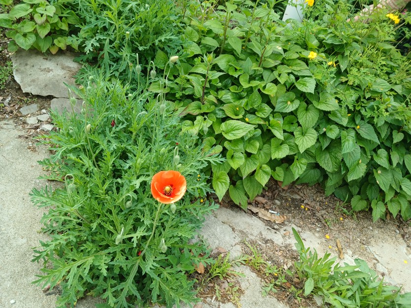 0496fd5f8862e81991ab0eddde90666d_1747428949_6789.jpg